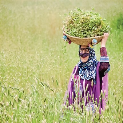 امنیت غذایی زیر دست مادران و دختران روستایی و عشایری