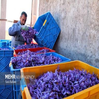 کرمانشاه در آستانه تبدیل‌ به قطب زعفران؛خام‌فروشی بزرگ‌ترین مانع توسعه