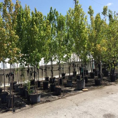 تجهیز نهالستان‌های همدان در سومین سال طرح مردمی کاشت یک میلیارد درخت