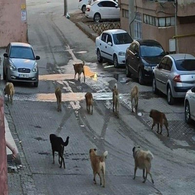حل معضل سگ‌های بلاصاحب در سنندج نیازمند همکاری همگانی است