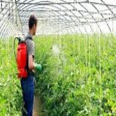 رهاشدگی گلخانه‌ها عامل خسارت‌بار شیوع آفات