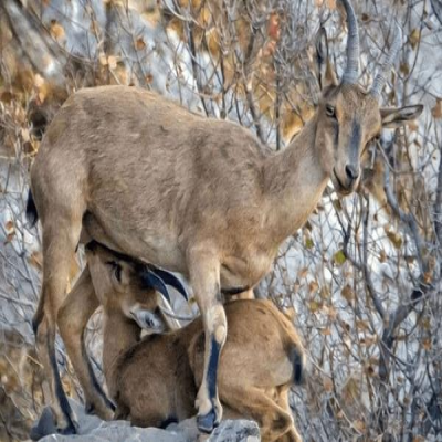 از غذارسانی خودسرانه به حیات‌وحش خودداری شود