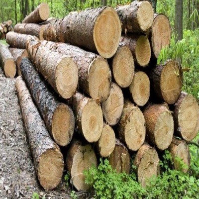 افزایش 32 درصدی کشفیات قاچاق چوب در کردستان