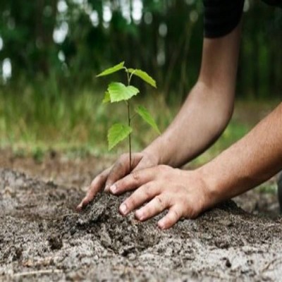 تولید سالانه یک میلیون و 200 هزار اصله نهال در نهالستان قدس ملایر