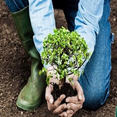 محافظت از حریم ریشه‌های درختان