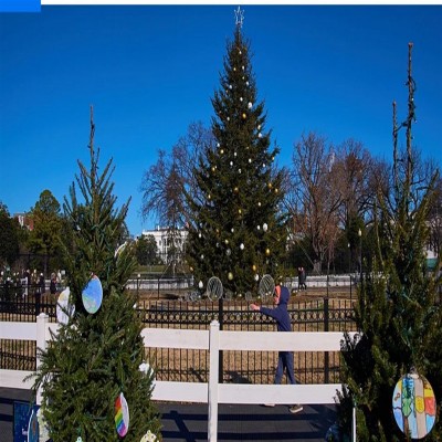 ضرر هنگفت میلیون‌ها درخت کریسمس برای شهرها