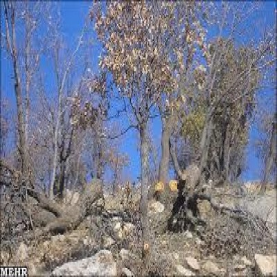 ریه‌های تنفسی غرب ایران در معرض تهدید؛ این بار «کرم برگ‌خوار»