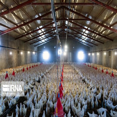 الگوی جدید تأمین اعتباری دامداران و مرغداران اجرا می‌شود