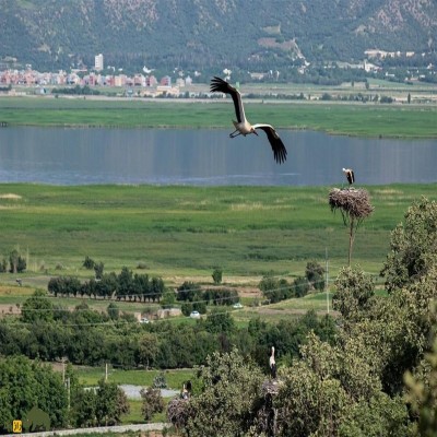 پرواز لک‌لک‌ها بر فراز زریبار