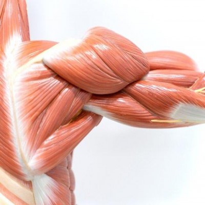 آغاز تحلیل عضلانی از 30 سالگی