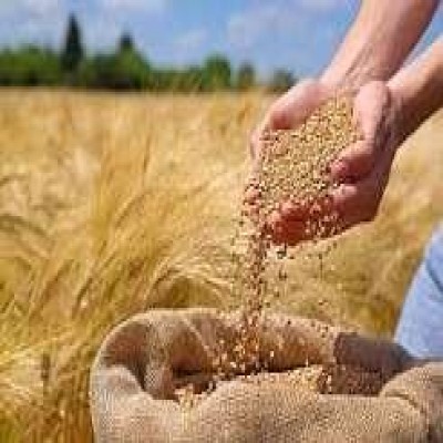 هم‌اندیشی برای تقویت روند خرید گندم در شهرستان درگزین