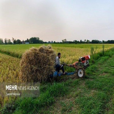 رشد 83.4 درصدی تورم تولیدات کشاورزی در بهار 1405