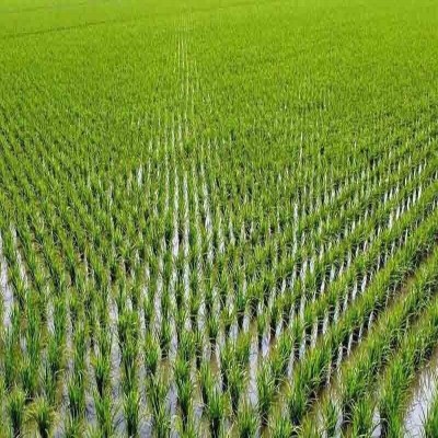 چهار هزار و 700 هکتار از مزارع دزفول زیر کشت شلتوک رفت