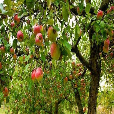 باغداری اسدآباد باید به سمت اقتصاد و بهره‌وری حرکت کند
