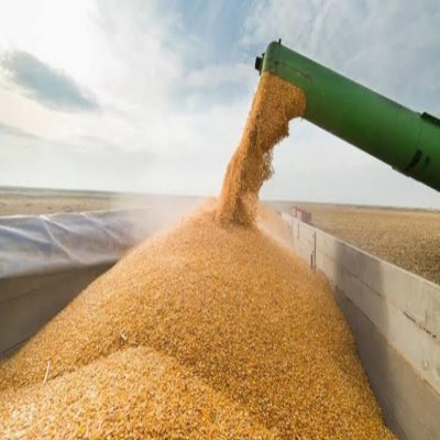 سهم 62 درصدی تعاون روستایی از خرید 677 هزار تُن گندم کردستان
