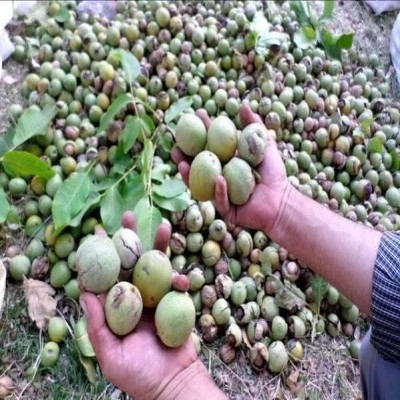 گردوی نهاوند؛ ظرفیت 15 هزار تنی در انتظار زنجیره ارزش