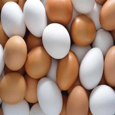 پیش‌بینی تولید 19 هزار تُن تخم‌مرغ در همدان