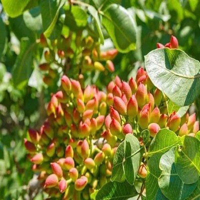 سطح زیرکشت باغ‌های پسته در همدان به 404 هکتار رسید