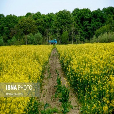 توسعه کشت کلزا در اراضی غرب کارون در خرمشهر
