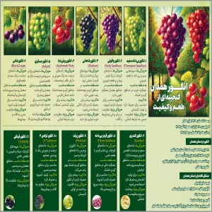 اینفوگرافیک/انگور همدان، گنجینه‌ای از طعم و کیفیت